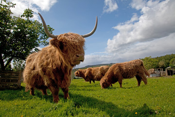 Highland cattle