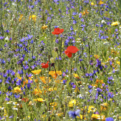 carr&eacute; floral 2