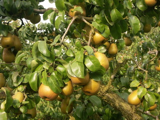 poires Beurré Hardy