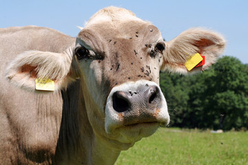 Viele Fliegen ärgen im Sommer eine Kuh