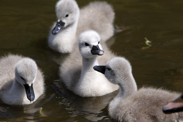 Höckerschwan-Küken