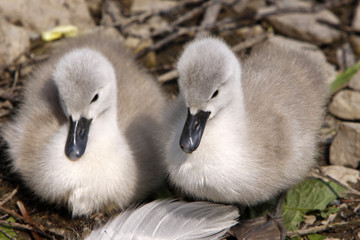 Höckerschwan-Küken