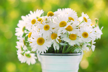bunch of chamomile