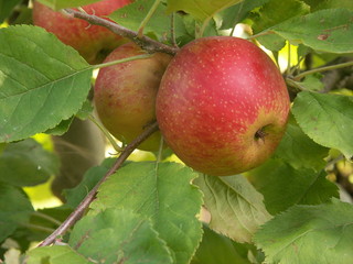 pomme Boskoop rouge