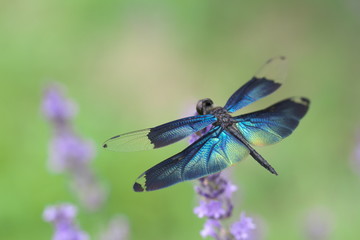 チョウトンボ © 浩 保井