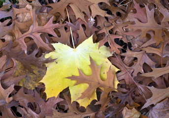 Obraz na płótnie Canvas Maple leaf