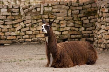 lama