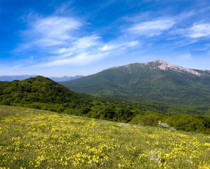 Obraz premium Yellow meadow in mountains