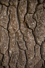 Baumrinde