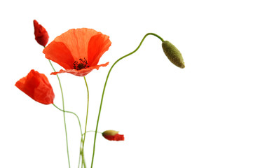 Obraz premium Fresh Poppies