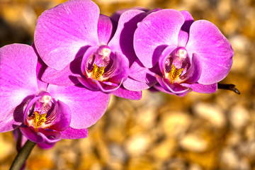 orchid on pebbles background