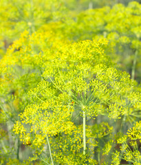 Fennel in garden. Shallow DOF.