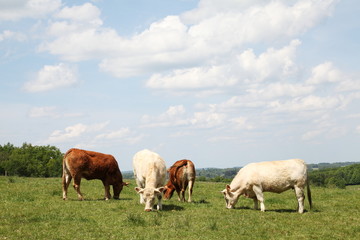 Grazing Beef Cattle Charolais and Limousin