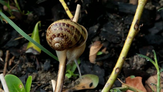 lumaca nell'erba