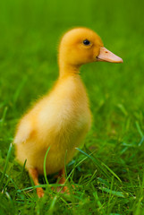 little yellow duckling runs across the green grass
