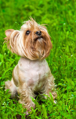 cute Yorkshire terrier sitting on green grass