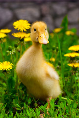 duckling sitting in the green grass and dandelions
