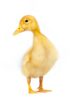 yellow duckling on a white background