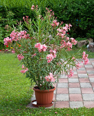 Nice oleander in the garden