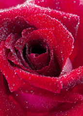 Red rose flower