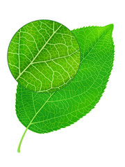Detailed green leaf