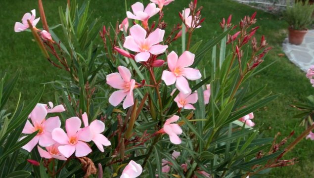 rododendro rosa