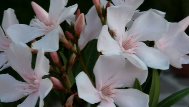 rododendro bianco