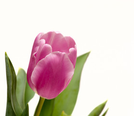 Naklejka premium pink tulip