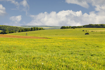 Blossoming grassland in Rouhling