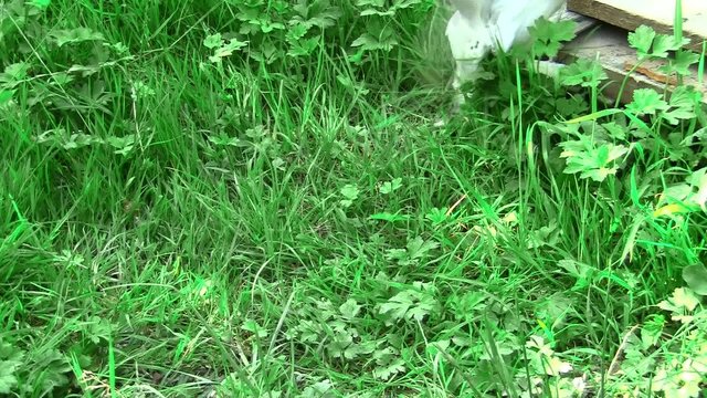 G&uuml;vercin yeşillikler i&ccedil;inde