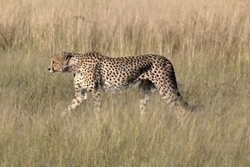 Naklejka premium Gepard
