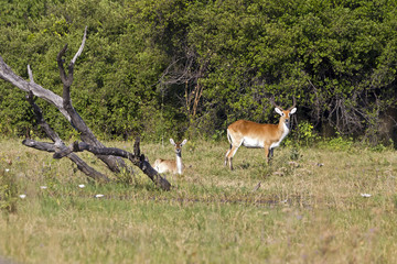 Rote Litschi-Antilope