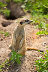 meerkat