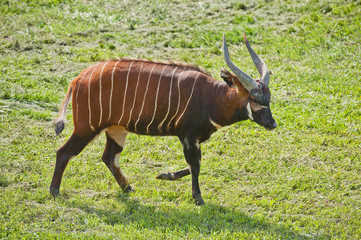 bongo