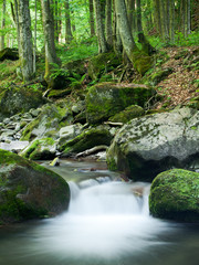 Fototapeta premium Rocky Forest Stream