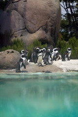 Obraz premium pinguini africani