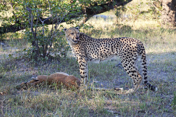 Gepard beim Fressen