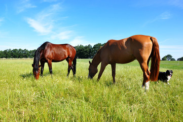 Fototapeta premium Pferde hüten