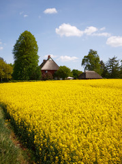 Reetdachhaus am Rapsfeld