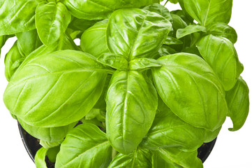 basil