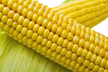 sweet corn on the white