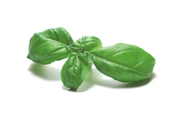 basil leaves