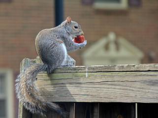 Squirrel and Strawberry