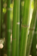 beautiful bamboo in wildlife
