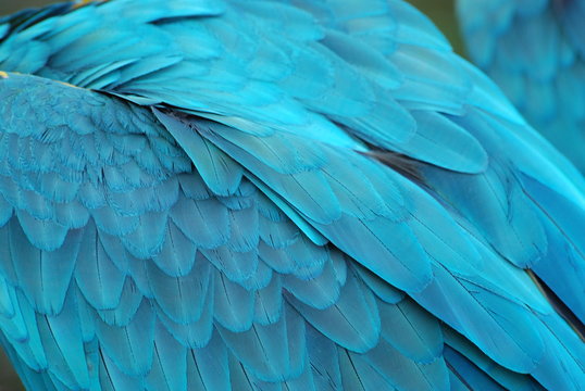 Perroquet Bilder Durchsuchen 6,485 Archivfotos, und