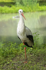 White Stork on the background of the reservoir