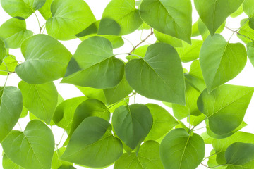 Fototapeta na wymiar Background of backlit green leaves