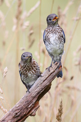 Baby Eastern Bluebirds