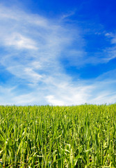 Fototapeta na wymiar field of grass and blue sky