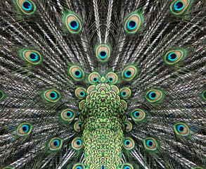 Obraz premium Beautiful peacock tail
